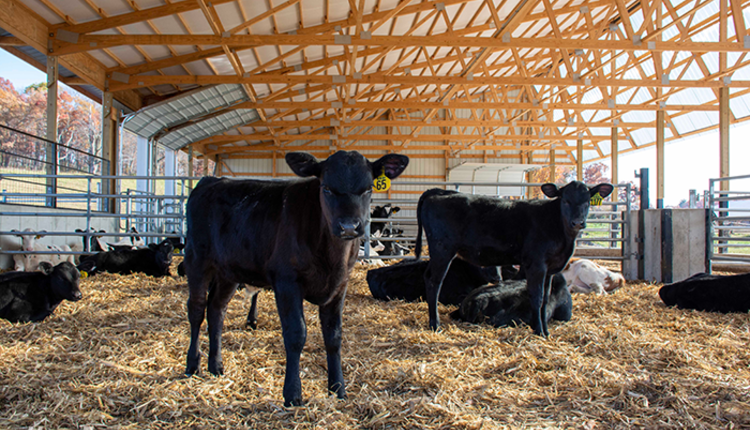 BeefOnDairy_web