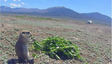 LIphatech_Rozel-vole-alfalfa