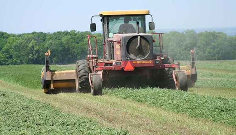 Persistence now a part of alfalfa cutting equation | Hay and Forage ...